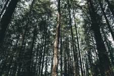 Nicolas CASTANO - CONSCIENCE SAUVAGE | NICOLAS CASTANO